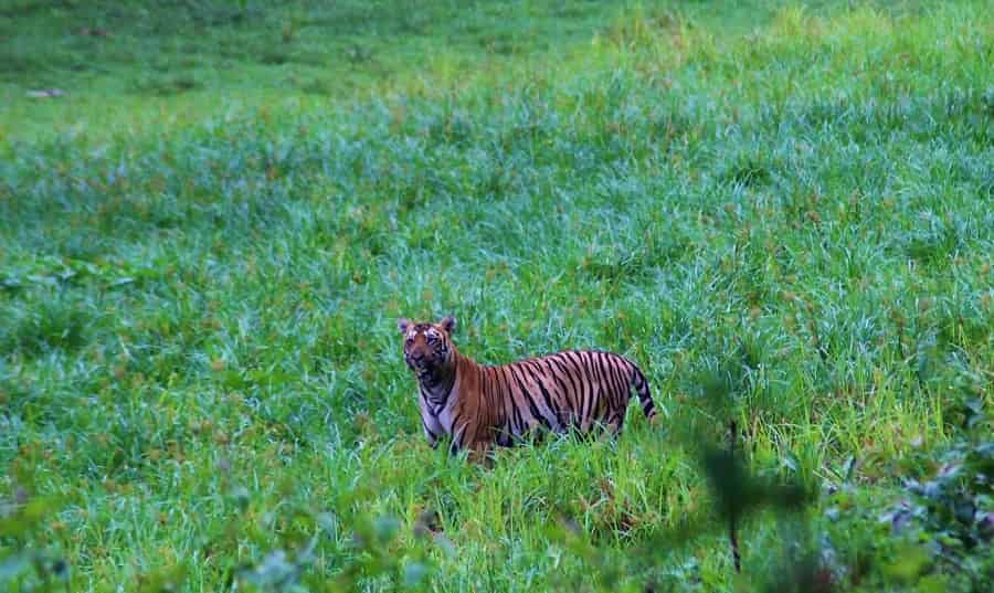 Periyar Tiger Reserve
