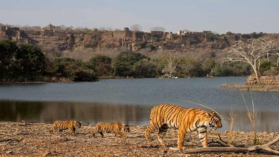 Ranthambore Tiger Reserve