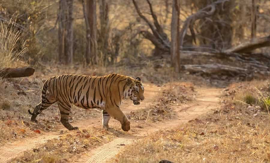 Satpura National Park