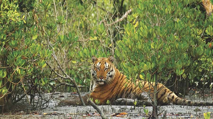Sunderban Tiger Reserve