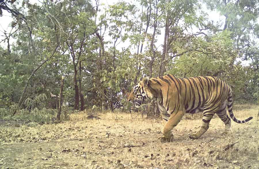 Udanti-Sitanadi Tiger Reserve