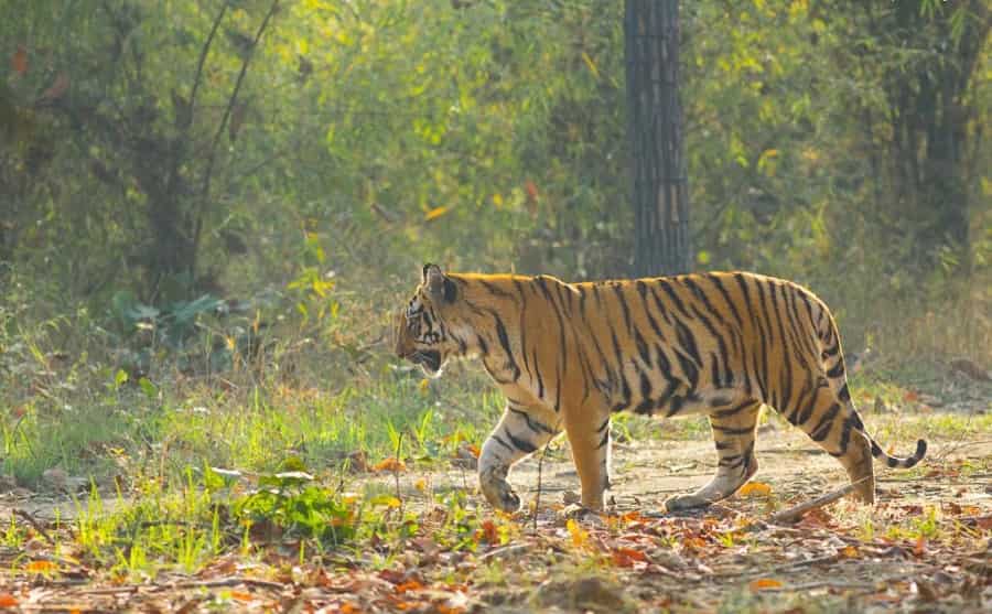 Valmiki Tiger Reserve