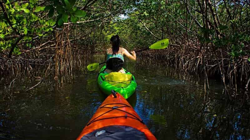 Mangrove Kayaking In Andaman