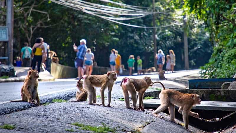 Monkey Hill, Phuket