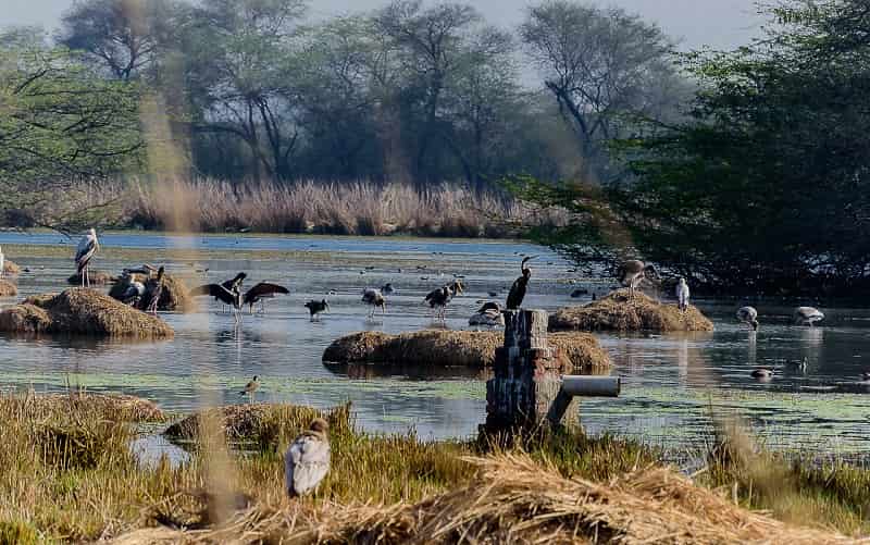 Sultanpur Bird Sanctuary