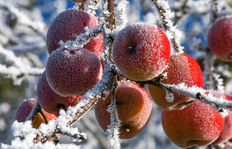 Apple Garden in Auli