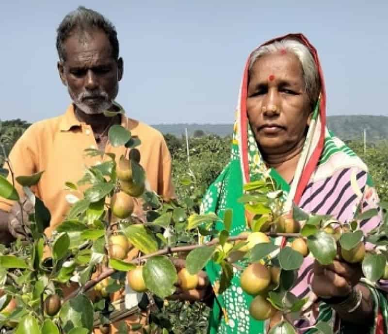 Apple Garden in Daringbadi
