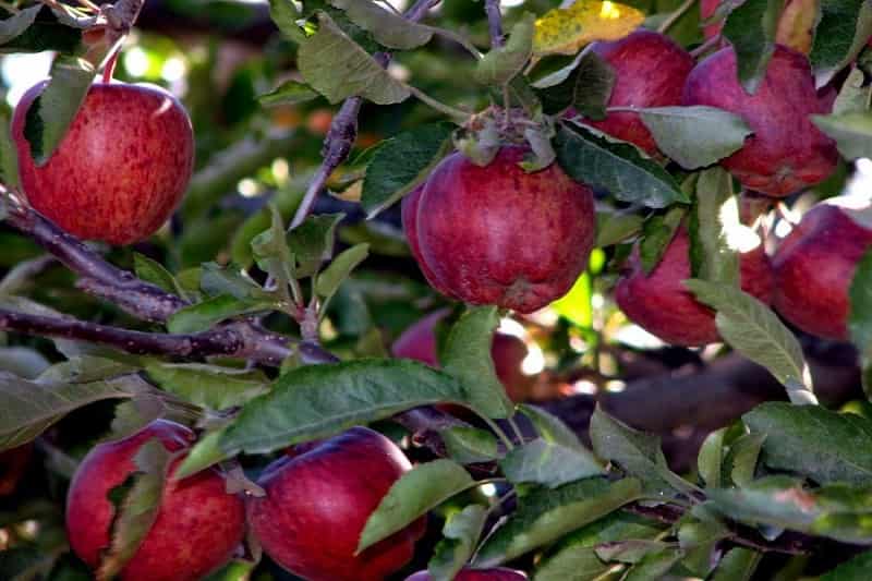 Apple Garden in Darjeeling