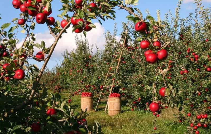Apple Garden in Kinnaur
