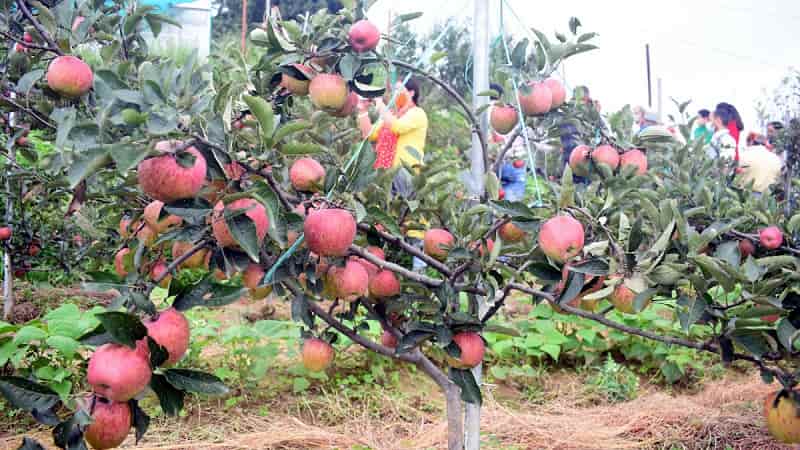 Apple Garden in Kotgarh