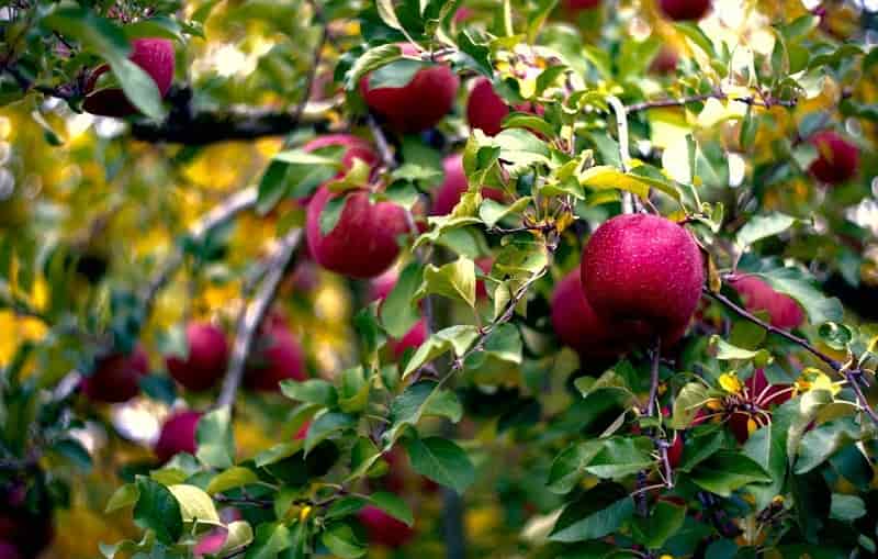 Apple Garden in Nagaland