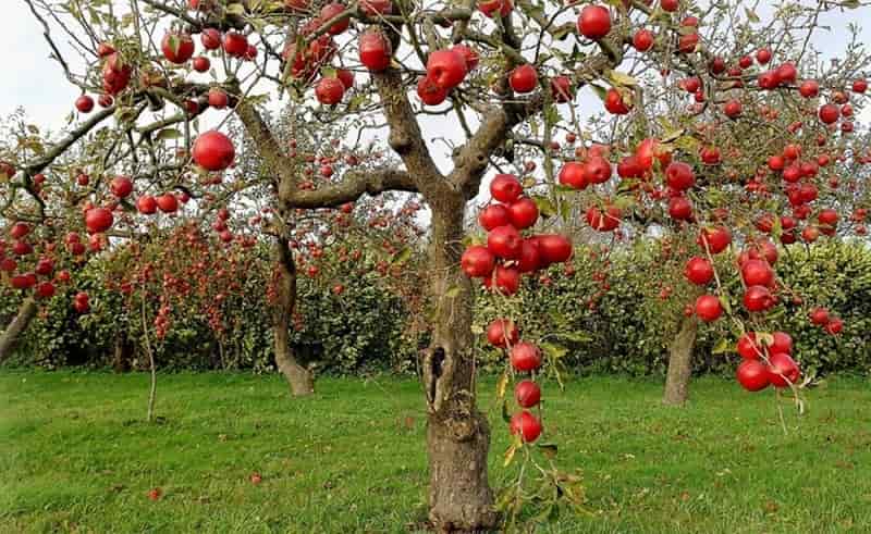 Apple Garden in Pahalgam