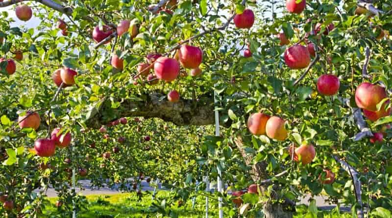 Apple Garden in Solan