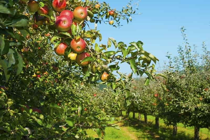 Apple Garden in Srinagar