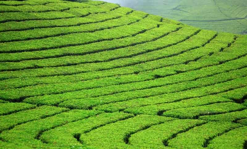 Coonoor Tea Plantations