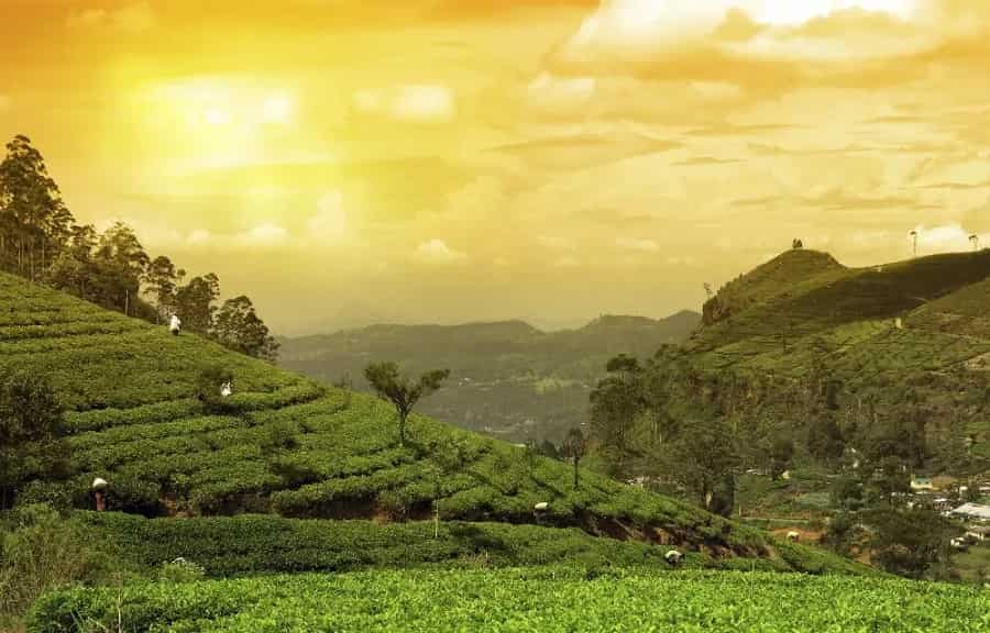 Dibrugarh Tea Gardens