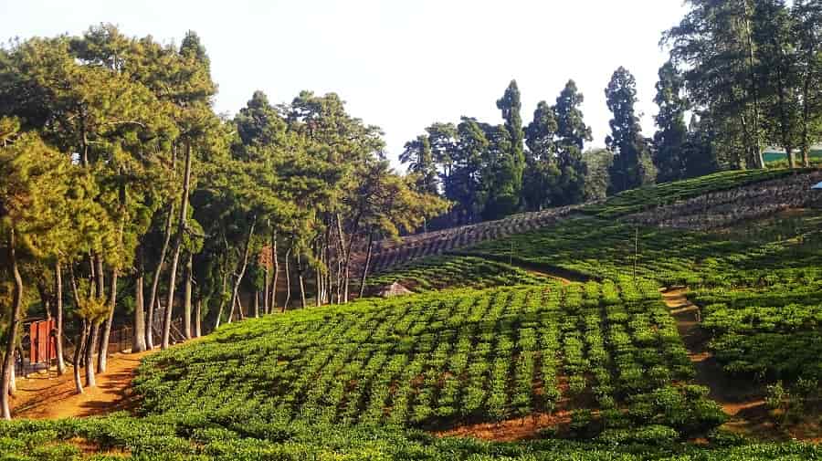 Meghalaya Tea Estates