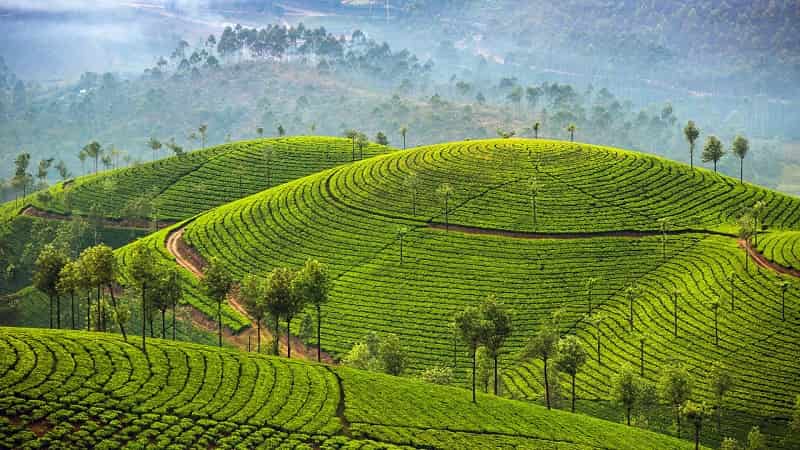 Munnar Tea Gardens