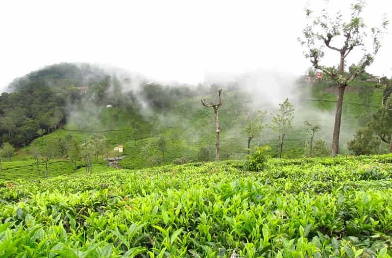 Nilgiri Tea Estates