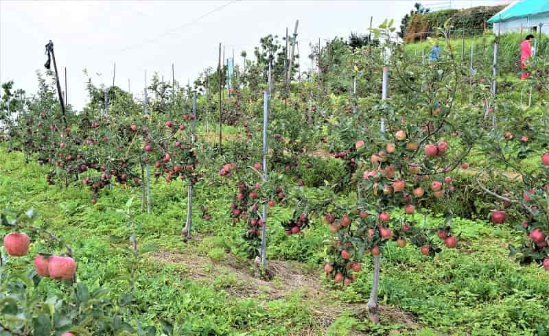 Shimla Apple Garden
