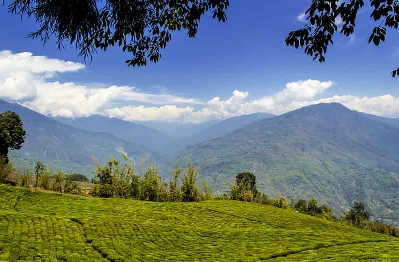 Sikkim Tea Estates