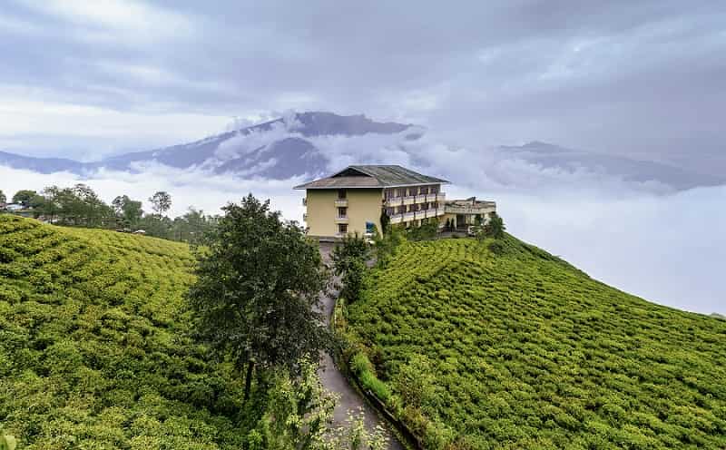 Tea Plantations in India