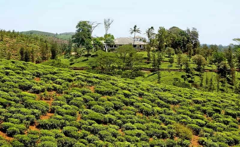 Wayanad Tea Estates