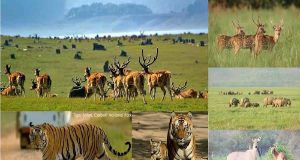 corbett-national-park