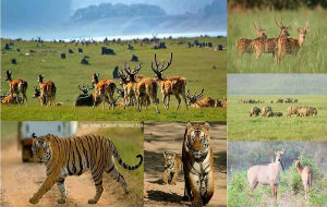 corbett-national-park