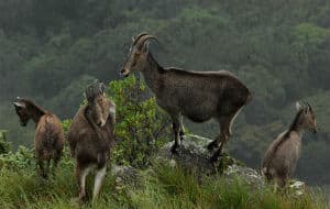 wildlife-tour-south-india