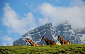 horses-grazing-sonamarg-min