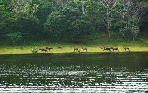 thekkady-wildlife