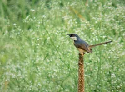 Ashy Prinia