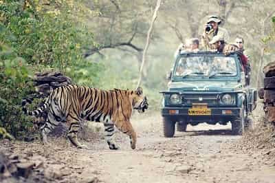 Bengal Tiger at Rajaji National Park