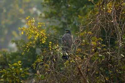 Crested Serpent Eagle