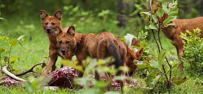 Dhole in Nagarhole National Park