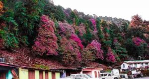 Enroute Chandrashila Trek (Chopta)