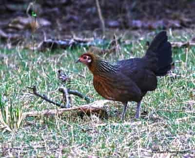 Female Jungle fowl