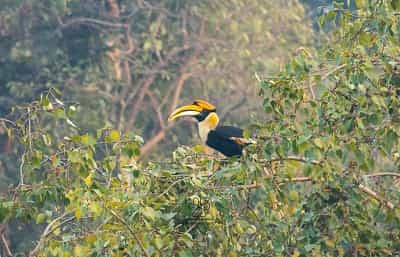 Great Hornbill 