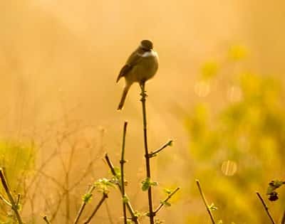 Grey Bushchat – Female