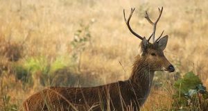 Hastinapur Wild Life Sanctuary