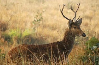 Hastinapur Wild Life Sanctuary