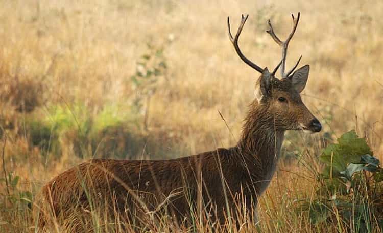 Hastinapur Wild Life Sanctuary