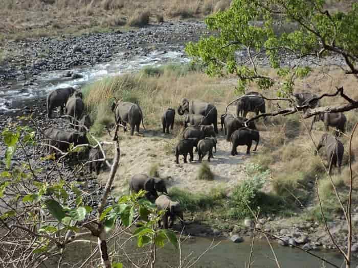 Herd of wild Elephants at Rajaji National Park