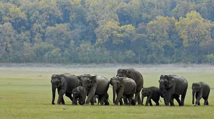 Jim Corbett National Park