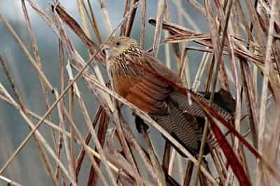 Lesser Coucal