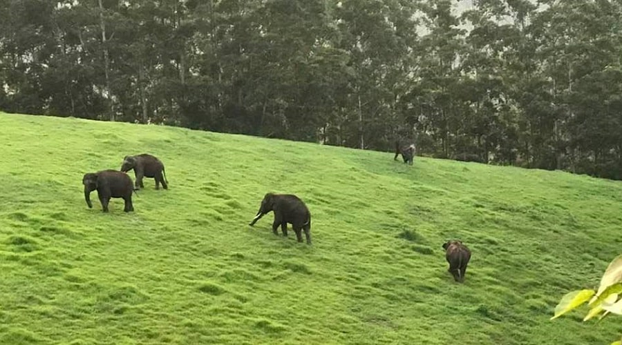 Mattupetti Hill Station