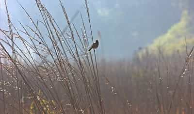 Nightingale at Rajaji National Park