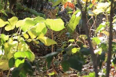 Panther at Rajaji National Park 