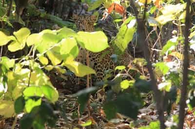 Panther at Rajaji National Park 